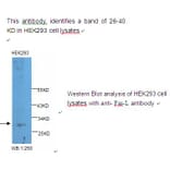 Fas-L Antibody from Signalway Antibody (39219) - Antibodies.com
