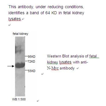 N-Myc Antibody from Signalway Antibody (39222) - Antibodies.com