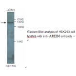 AREB6 Antibody from Signalway Antibody (39245) - Antibodies.com
