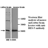 HES-5 Antibody from Signalway Antibody (39252) - Antibodies.com