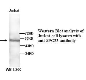 SPG33 Antibody from Signalway Antibody (39264) - Antibodies.com