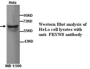 Anti-FBXW8 Antibody