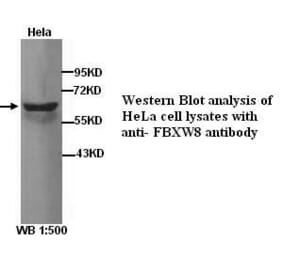 FBXW8 Antibody from Signalway Antibody (39277) - Antibodies.com