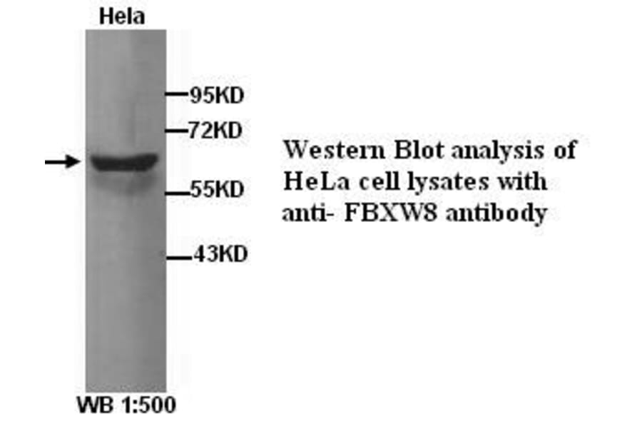 FBXW8 Antibody from Signalway Antibody (39277) - Antibodies.com