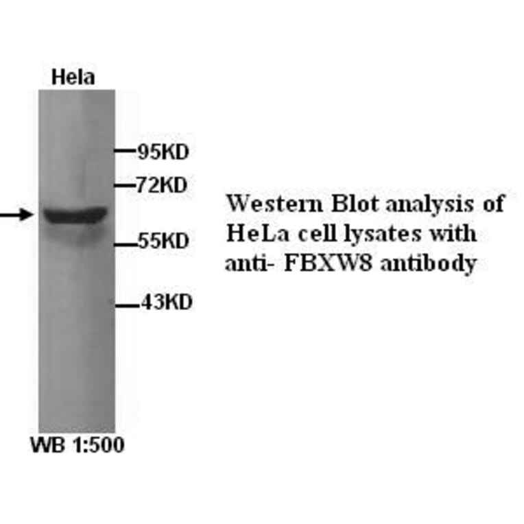 FBXW8 Antibody from Signalway Antibody (39277) - Antibodies.com