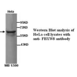 FBXW8 Antibody from Signalway Antibody (39277) - Antibodies.com