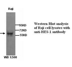 HES-1 Antibody from Signalway Antibody (39283) - Antibodies.com