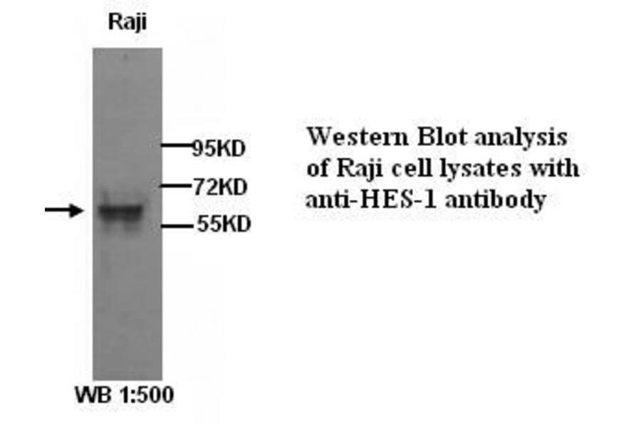 HES-1 Antibody from Signalway Antibody (39283) - Antibodies.com