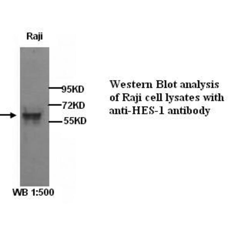 HES-1 Antibody from Signalway Antibody (39283) - Antibodies.com