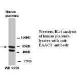 EAAC1 Antibody from Signalway Antibody (39289) - Antibodies.com