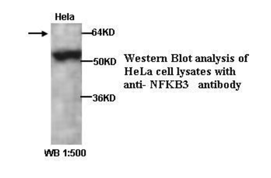 NFKB3 Antibody from Signalway Antibody (39294) - Antibodies.com