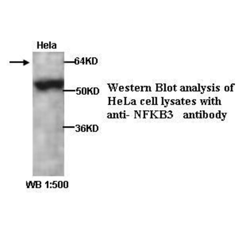 NFKB3 Antibody from Signalway Antibody (39294) - Antibodies.com