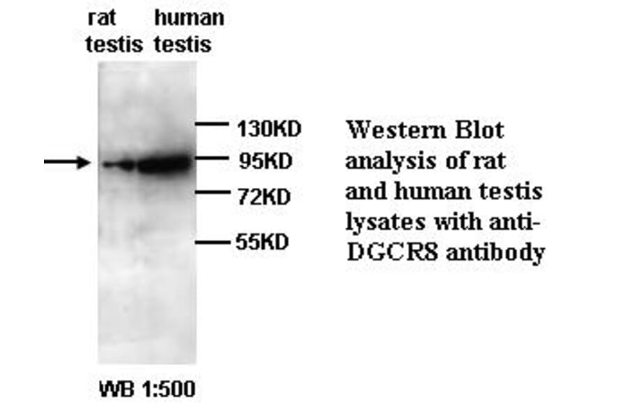 DGCR8 Antibody from Signalway Antibody (39295) - Antibodies.com