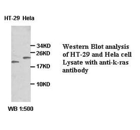 k-ras Antibody from Signalway Antibody (39351) - Antibodies.com