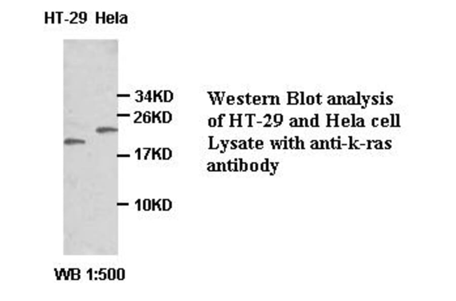 k-ras Antibody from Signalway Antibody (39351) - Antibodies.com