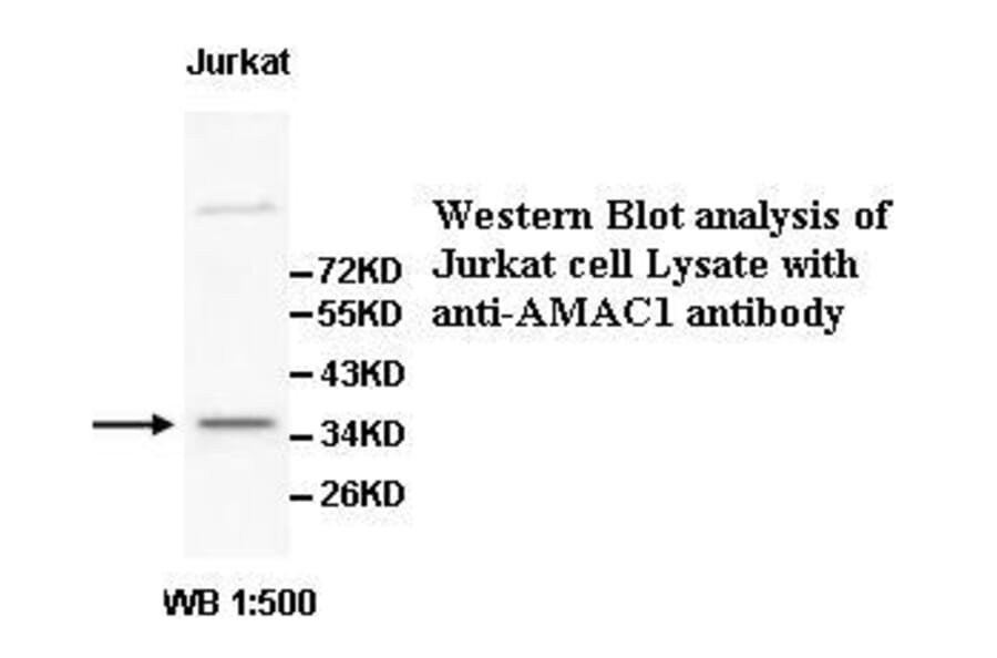 AMAC1 Antibody from Signalway Antibody (39523) - Antibodies.com