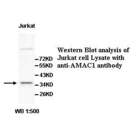 AMAC1 Antibody from Signalway Antibody (39523) - Antibodies.com