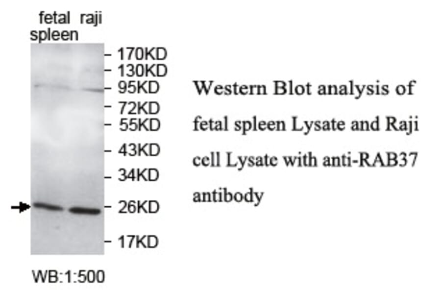 RAB37 Antibody from Signalway Antibody (39738) - Antibodies.com