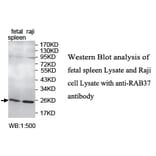 RAB37 Antibody from Signalway Antibody (39738) - Antibodies.com