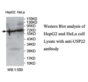 USP22 Antibody from Signalway Antibody (39751) - Antibodies.com