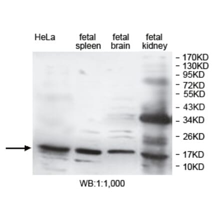 DUSP3 Antibody from Signalway Antibody (39752) - Antibodies.com