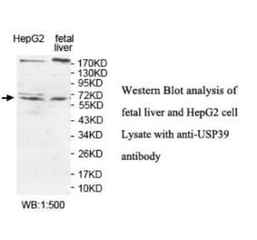 USP39 Antibody from Signalway Antibody (39924) - Antibodies.com