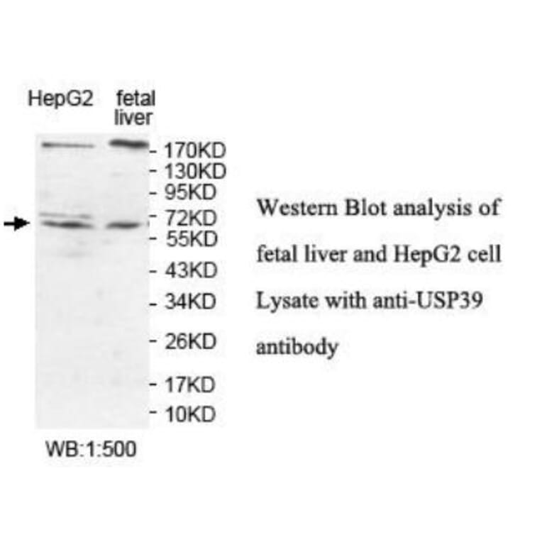 USP39 Antibody from Signalway Antibody (39924) - Antibodies.com