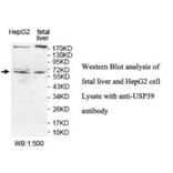 USP39 Antibody from Signalway Antibody (39924) - Antibodies.com