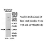 EIF4H Antibody from Signalway Antibody (39943) - Antibodies.com