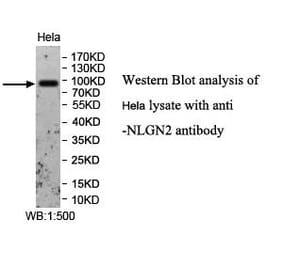 NLGN2 Antibody from Signalway Antibody (39957) - Antibodies.com