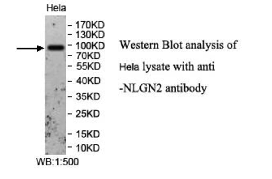 NLGN2 Antibody from Signalway Antibody (39957) - Antibodies.com