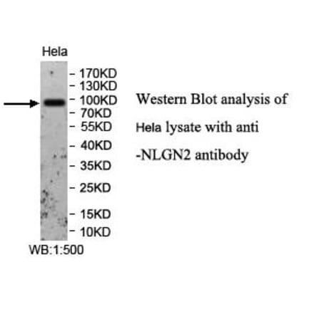 NLGN2 Antibody from Signalway Antibody (39957) - Antibodies.com