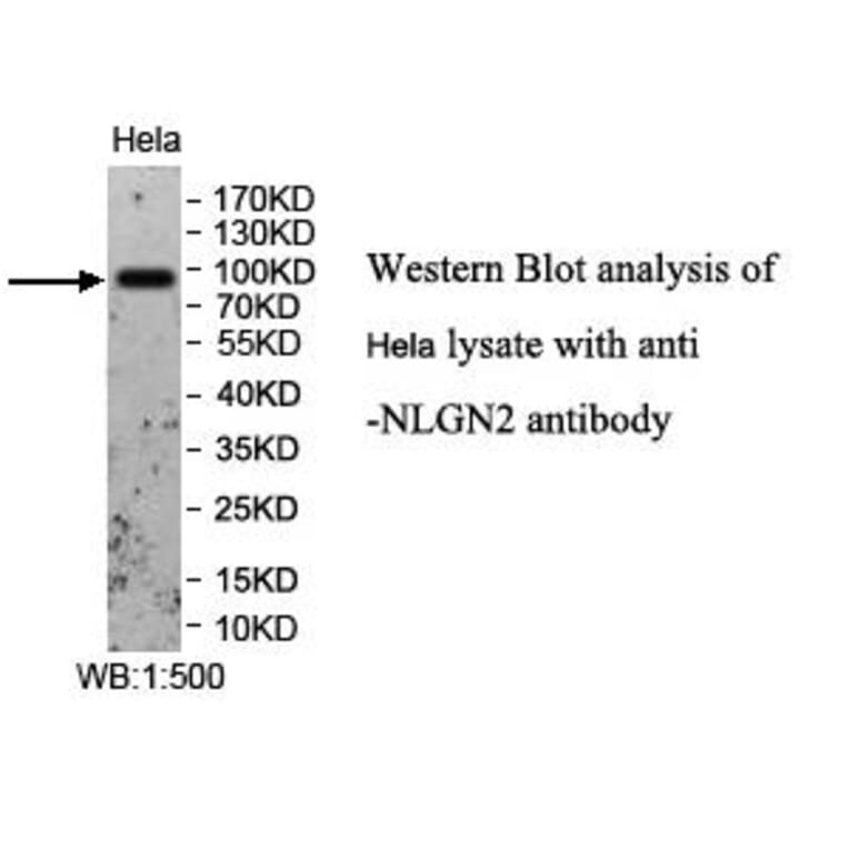 NLGN2 Antibody from Signalway Antibody (39957) - Antibodies.com