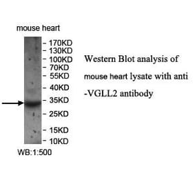VGLL2 Antibody from Signalway Antibody (39962) - Antibodies.com