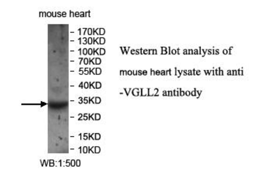 VGLL2 Antibody from Signalway Antibody (39962) - Antibodies.com