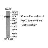 LPIN1 Antibody from Signalway Antibody (39971) - Antibodies.com