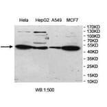 UBOX5 Antibody from Signalway Antibody (39976) - Antibodies.com