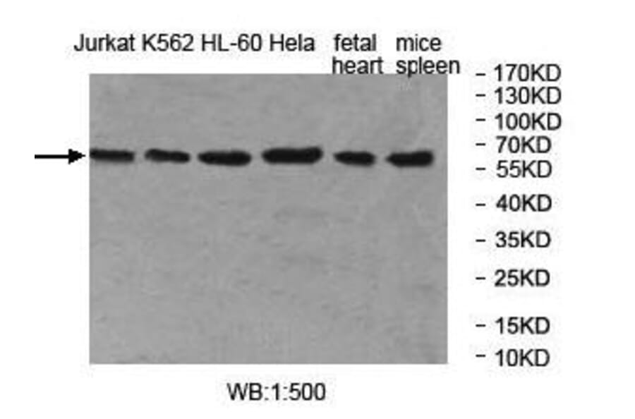 MOCS1 Antibody from Signalway Antibody (40001) - Antibodies.com