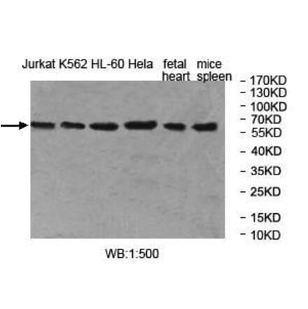 MOCS1 Antibody from Signalway Antibody (40001) - Antibodies.com