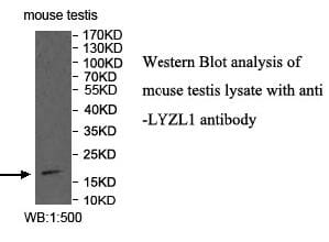 Anti-LYZL1 Antibody