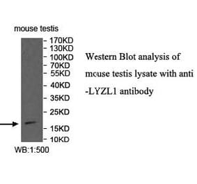 LYZL1 Antibody from Signalway Antibody (40002) - Antibodies.com