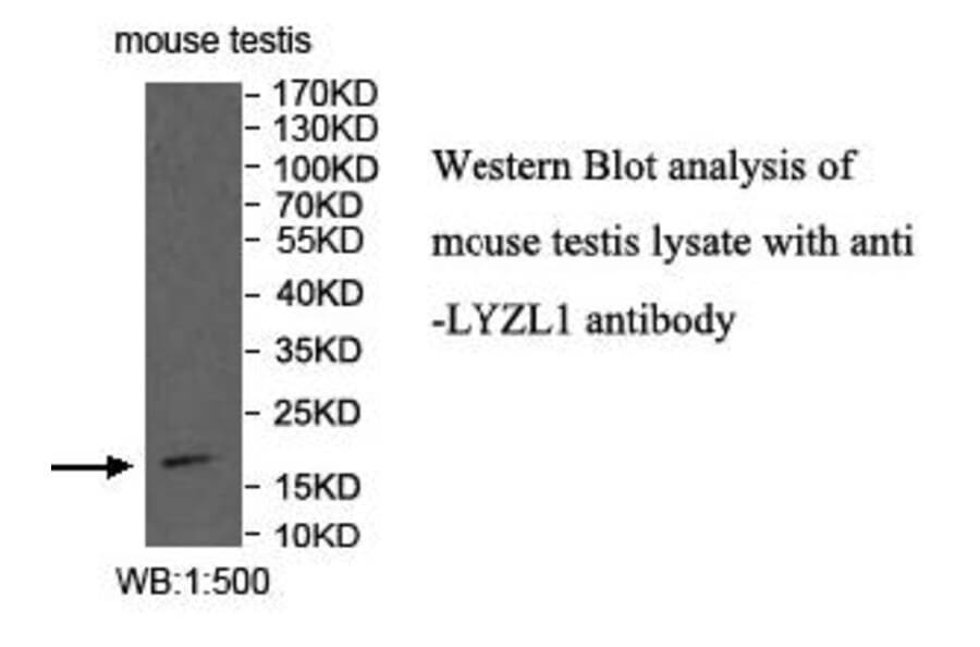 LYZL1 Antibody from Signalway Antibody (40002) - Antibodies.com