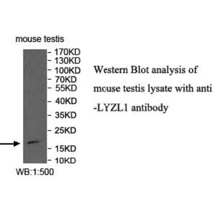 LYZL1 Antibody from Signalway Antibody (40002) - Antibodies.com