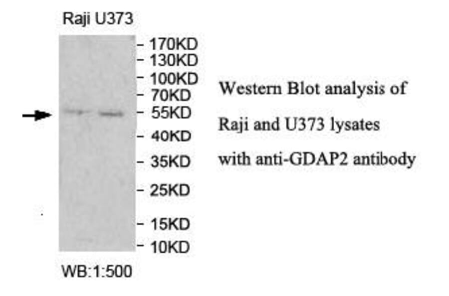 GDAP2 Antibody from Signalway Antibody (40003) - Antibodies.com