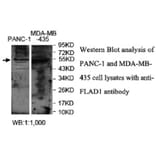 FLAD1 Antibody from Signalway Antibody (40037) - Antibodies.com