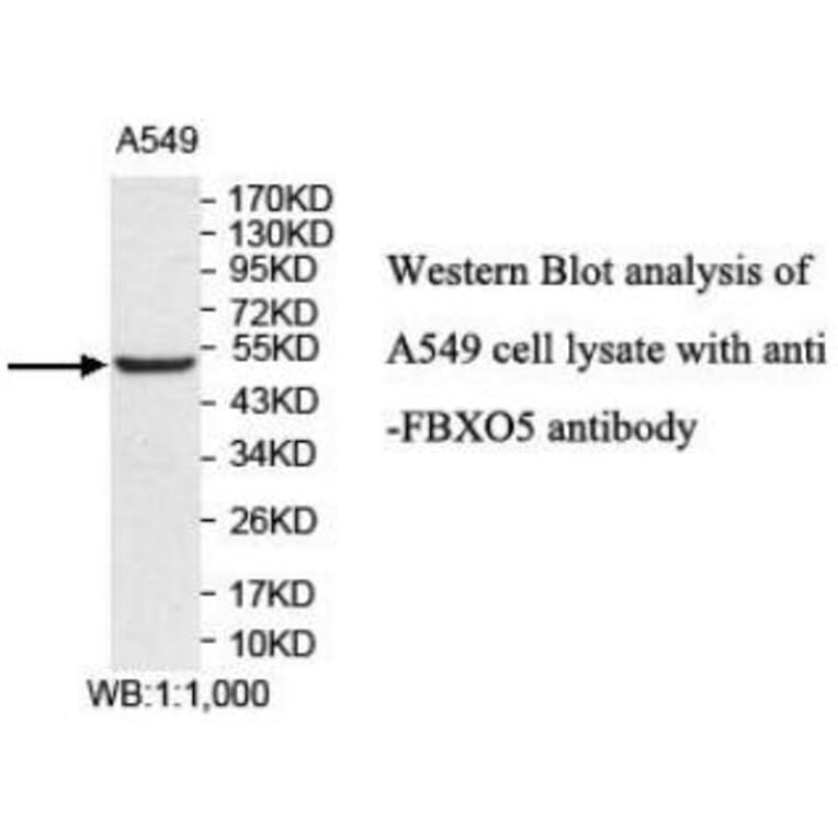 FBXO5 Antibody from Signalway Antibody (40044) - Antibodies.com