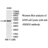 FBXO5 Antibody from Signalway Antibody (40044) - Antibodies.com