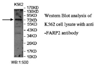 Anti-FARP2 Antibody
