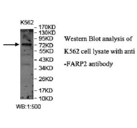 FARP2 Antibody from Signalway Antibody (40048) - Antibodies.com