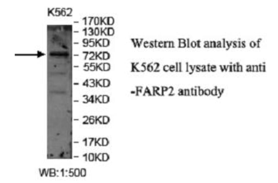 FARP2 Antibody from Signalway Antibody (40048) - Antibodies.com